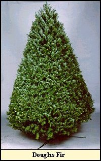 Douglas Fir Christmas tree